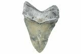 Serrated, Fossil Megalodon Tooth - North Carolina #272393-2
